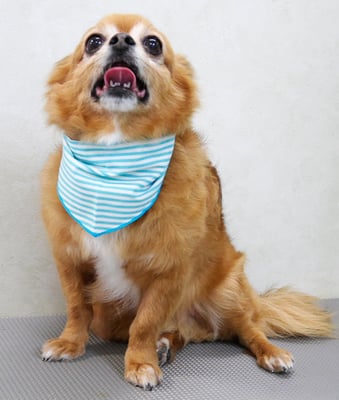 若松コロちゃん