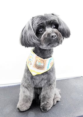 木原シェルちゃん