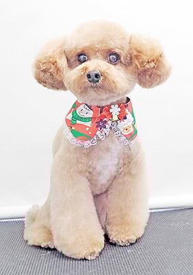 田淵マロンちゃん