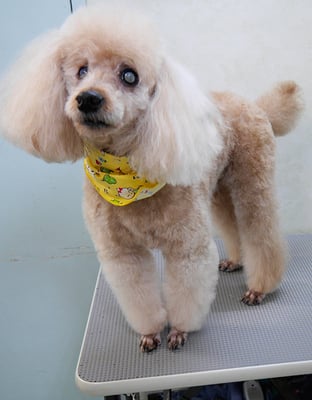 佐藤ナルトちゃん