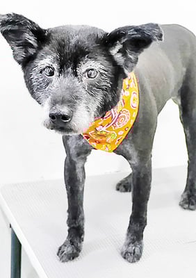 中田タロウちゃん