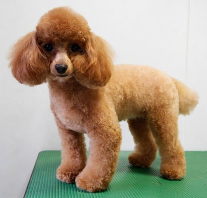 森崎ネネちゃん