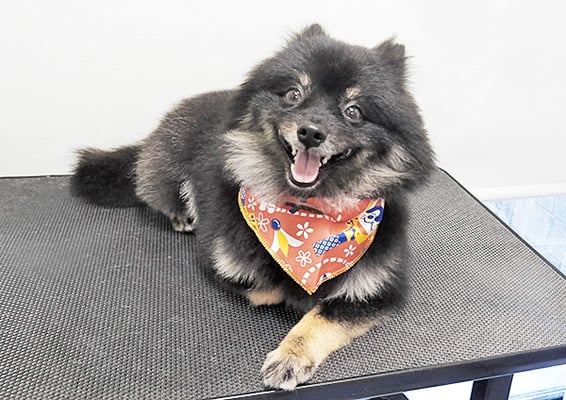 福山ポパイちゃん