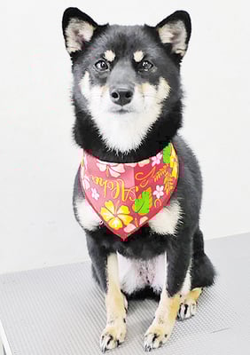 登あんこちゃん