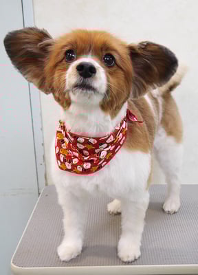 玉利ユズちゃん