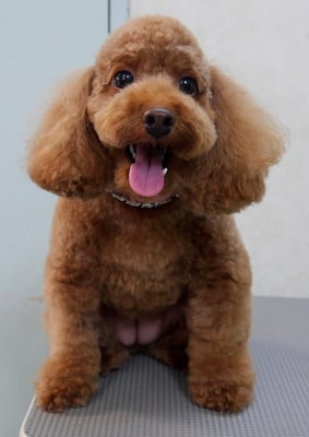 木村プリンちゃん