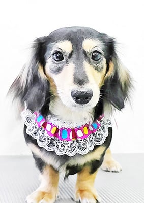 内田あおちゃん