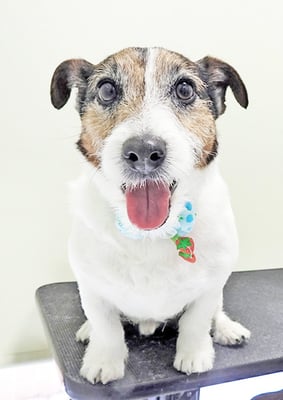 外園マロちゃん