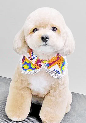 丸山小琴ちゃん