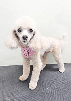 新留モコちゃん