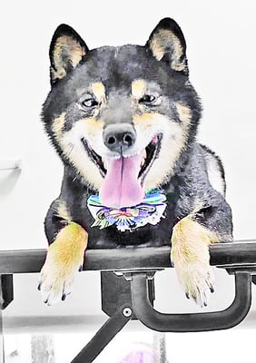 中野めらんちゃん