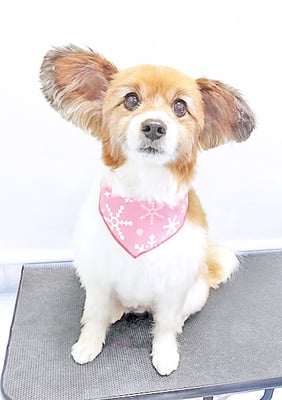 玉利ゆずちゃん