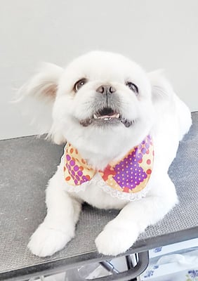 本多かずはちゃん