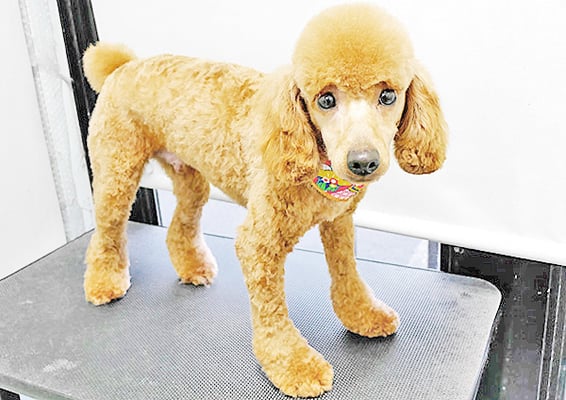 七村プリンちゃん