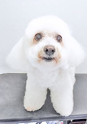 吉本ラピスちゃん