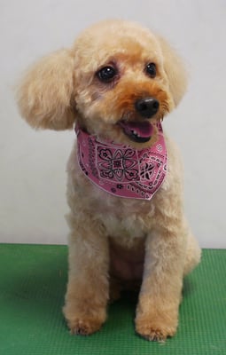 清藤チョコちゃん