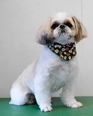 飯田シシマルちゃん