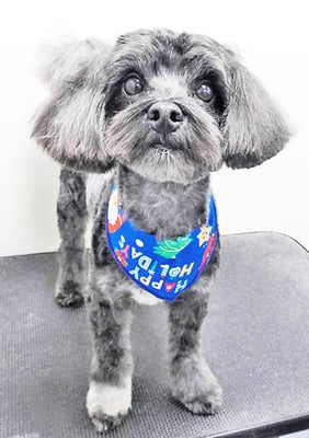 山口オレオちゃん