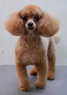 森崎ネネちゃん