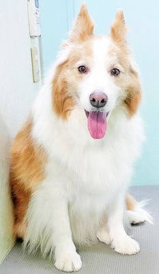 森本アンズちゃん