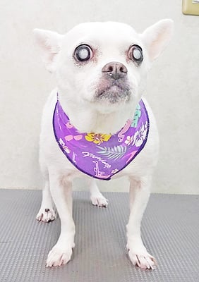 新山ランちゃん