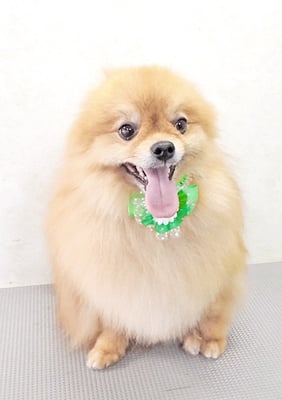 大井ポンタちゃん