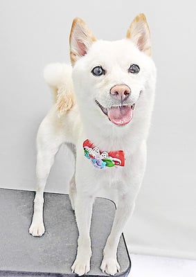 登おもちちゃん