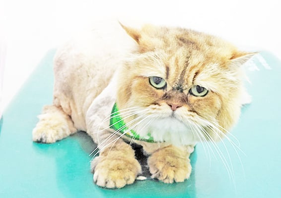 森山しらすちゃん