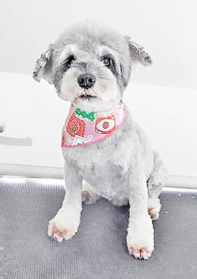 新田つむぎちゃん