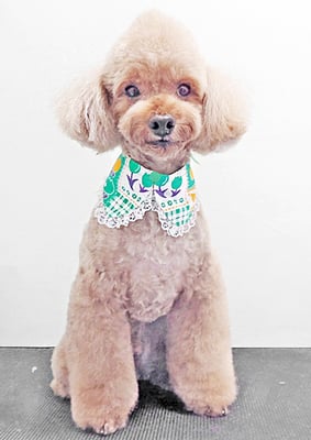 武田獅子丸ちゃん