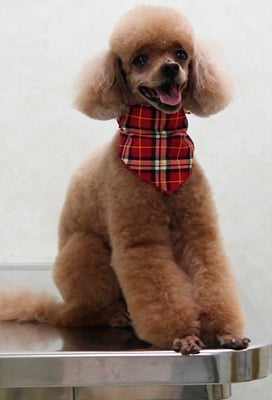 平松クーちゃん