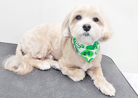 中村ももたろうちゃん