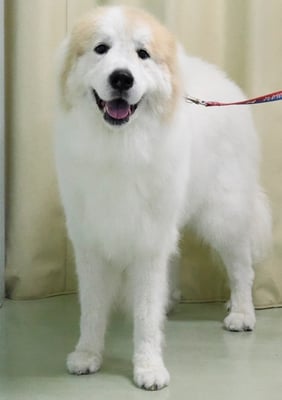 田代メイちゃん