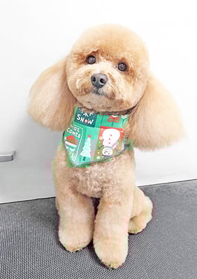 佐多ぶいちゃん