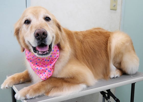 園田ファミレちゃん