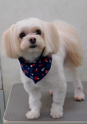 大脇ココアちゃん