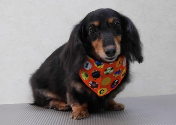 山下マルチョンちゃん