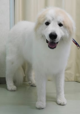 田代メイちゃん