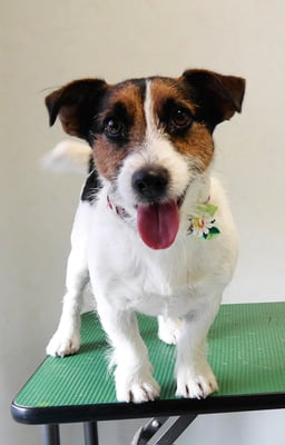 外園マロちゃん