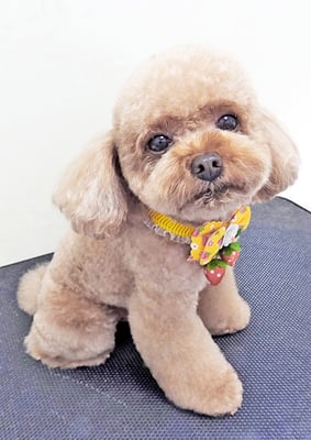 山本コロちゃん