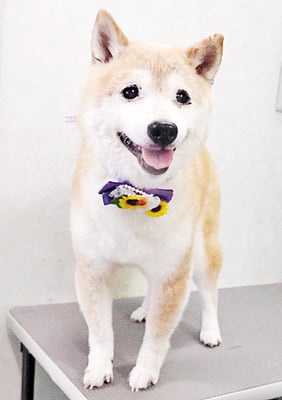 中森ラフちゃん