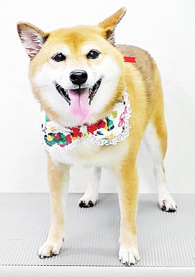 森下むぎちゃん