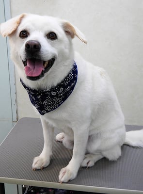 宮屋敷ボンタちゃん