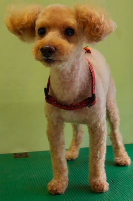 尾迫レオちゃん