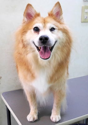 村松ゴンちゃん