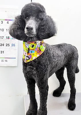 中野小豆ちゃん