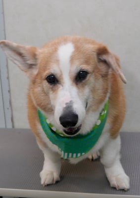 西方レオちゃん