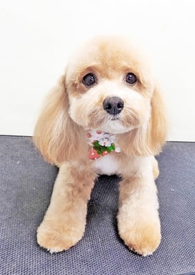 丸山小琴ちゃん