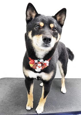 岩崎ヒメちゃん