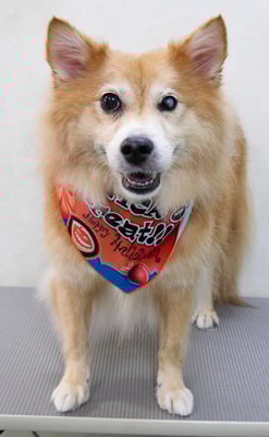 菊池ゴンちゃん